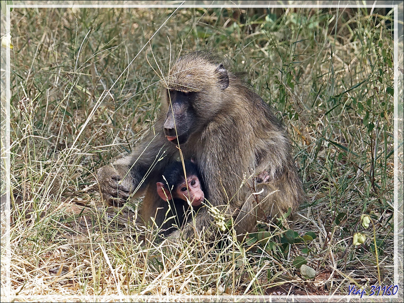 Babouin chacma femelle, Chacma baboon (Papio ursinus) et son bébé - Safari terrestre - Parc National de Chobe - Botswana