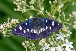 photos de papillons rares