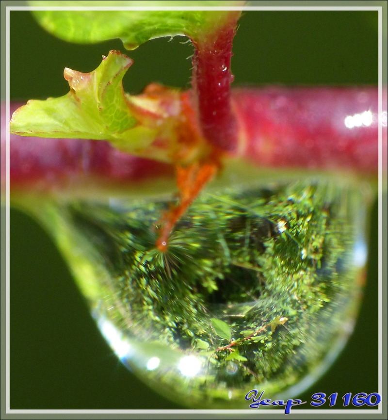 Goutte d'eau avec CombineZP - Verdun - 09