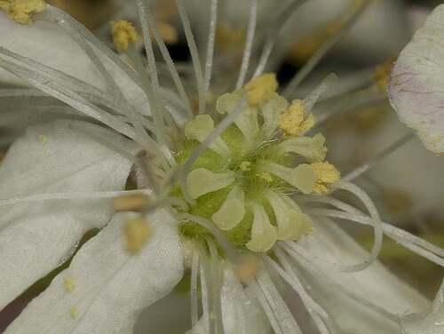 Fleurs cultivées :