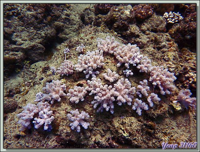 Blog de images-du-pays-des-ours : Images du Pays des Ours (et d'ailleurs ...), Troisième plongée: Colonie de corail mou - Ile Maurice