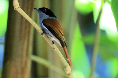 Tchitrec des Mascareignes (Mascarene Paradise Flycatcher)