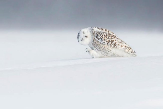 national geographic plus belle photos 2015 1 - 20 Photos Préférées du National Geographic sur Internet en 2015 national geographic plus belle photos 2015 1 - 20 Photos Préférées du National Geographic sur Internet en 2015