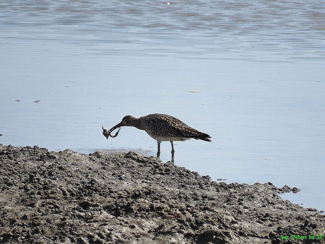 des oiseaux qui ont faim