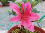 Identification par les fleurs !