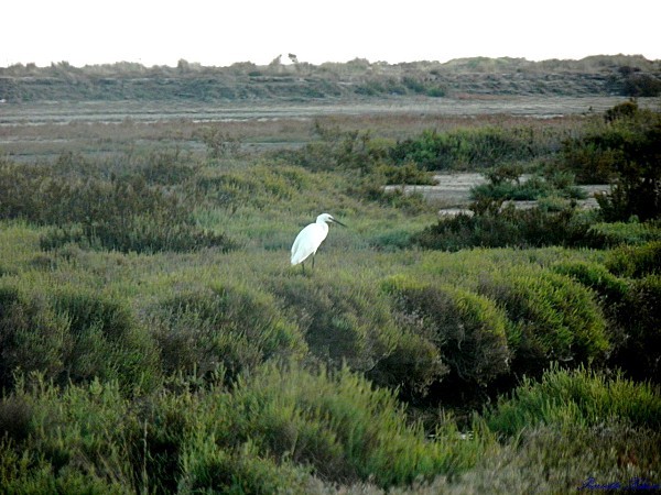 Aigrette