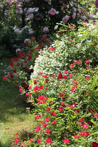 rosier paysager rouge 'Red Drift' de Meilland et Hebe blanche 'Wiri Mist'