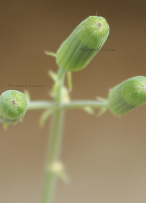 Senecio Articulatus ou Plante Chandelle - Novembre 2015
