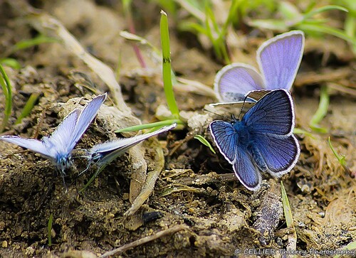 "Plongez dans le bleu des mes... papillons" : Mai 2015