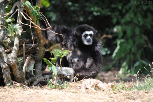 (1) Le gibbon à mains blanches.