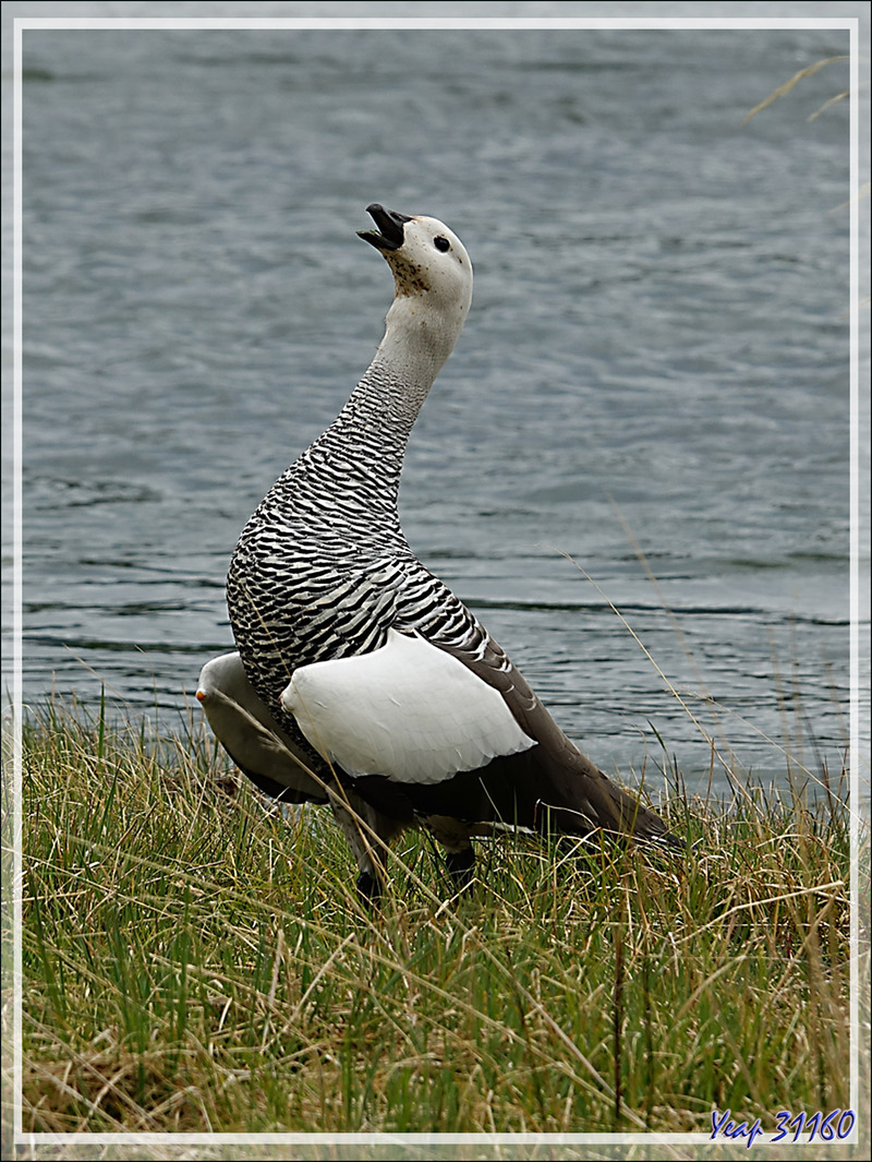 Ouette de Magellan, Upland Goose, Cauquén Común (Chloephaga picta picta) mâle - Lac Acigami - Lapataia - Terre de Feu - Argentine