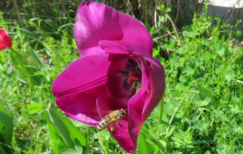 une abeille sur une tulipe ...