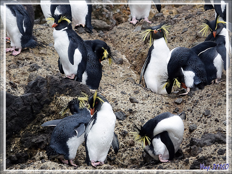 Gorfou de Moseley, Northern Rockhopper Penguin (Eudyptes moseleyi) - Nightingale Island - Tristan da Cunha