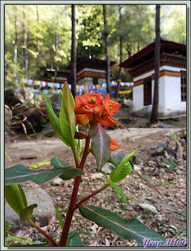 Blog de images-du-pays-des-ours : Images du Pays des Ours (et d'ailleurs ...), Euphorbe de Griffith (Euphorbia griffithii) - Sentier de Taktsang (Tiger Nest) - Paro - Bhoutan