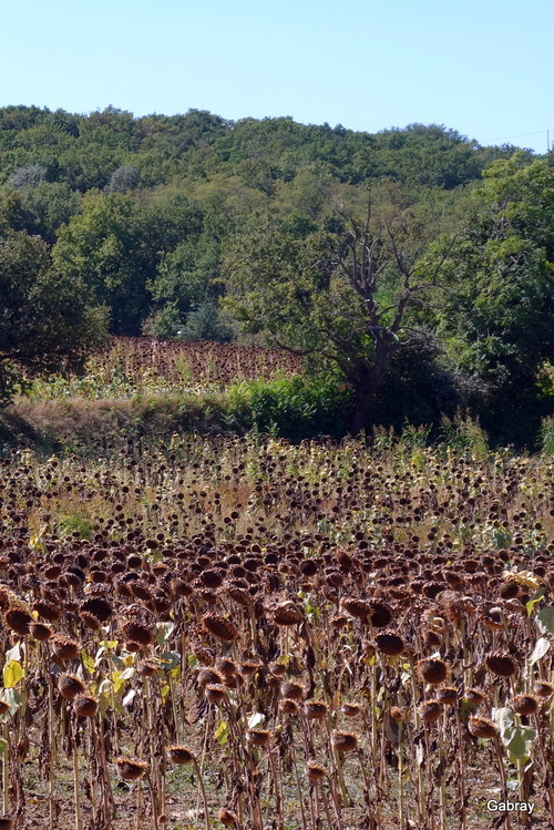 Les tournesols sont mûrs