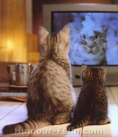 Deux chats qui regarde un chat à la télé