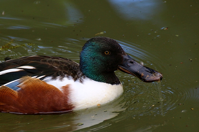 Canard souchet