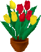 tulipe014