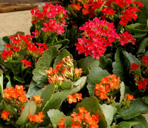 Fleurs cultivées : kalanchoe