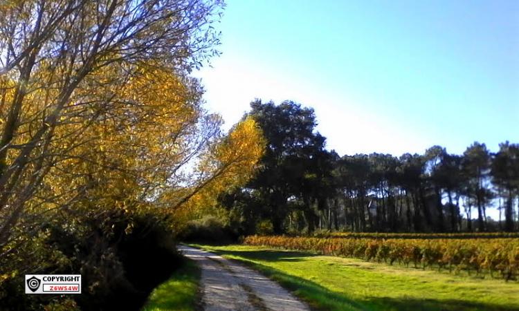 Sauternes (Gironde),ces vignobles ,son paysage ,magnifique et belle balade ou l'automne commence a venir
