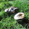 Champignons en remontant vers la pont de l'Ouradé