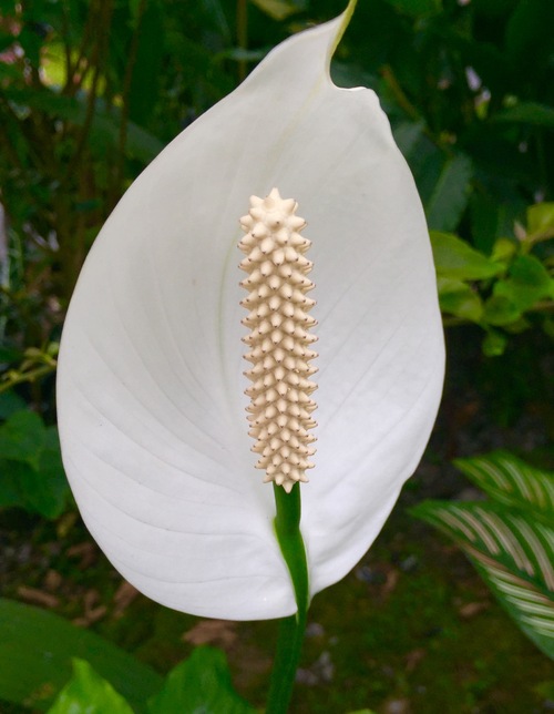 Costa Rica la flore