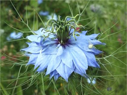 Photo de Nigelle du Damas - Nigella damascena