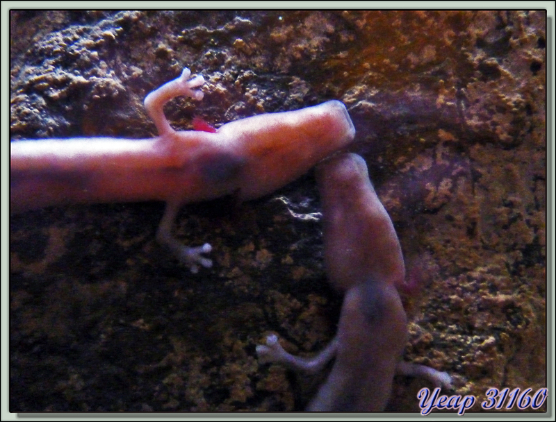 Protée anguillard (Proteus anguinus) ou salamandre blanche - Grotte de Choranche - 38 