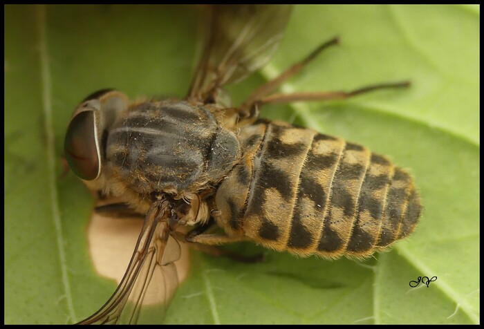 Tabanus bromius.