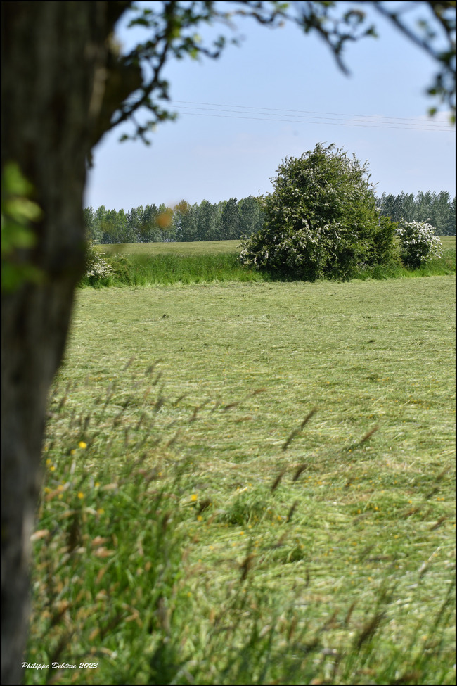 La vie à la campagne (2)