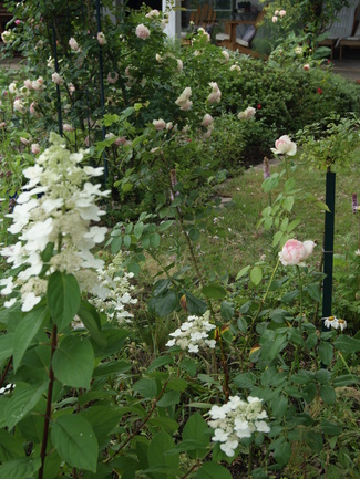 Rose Honoré de Balzac de Meilland ( Meiparnin )