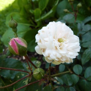 rosier little white pet - juin 2014 - un bouton une rose