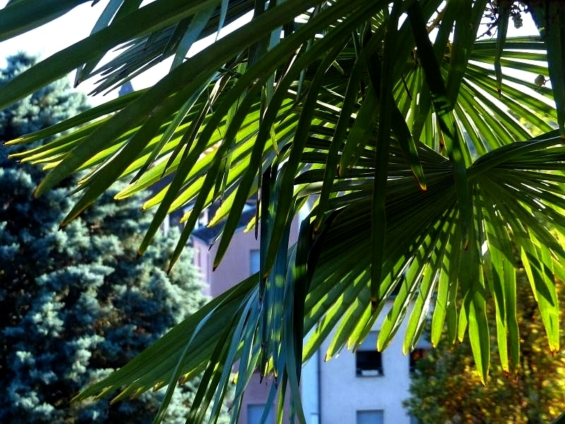 Metz / Le Jardin des Tanneurs est l'un de nos raccourcis d'automne...