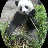 Les pandas géants du Zoo de Beauval... - Le blog de ecureuilbleu