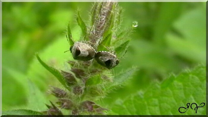 Eusarcoris venustissimus 