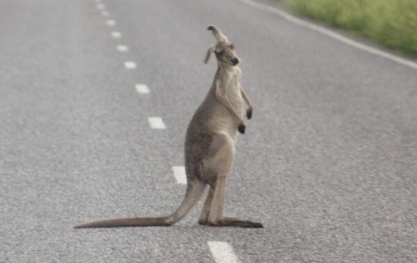 animaux kangourou route3