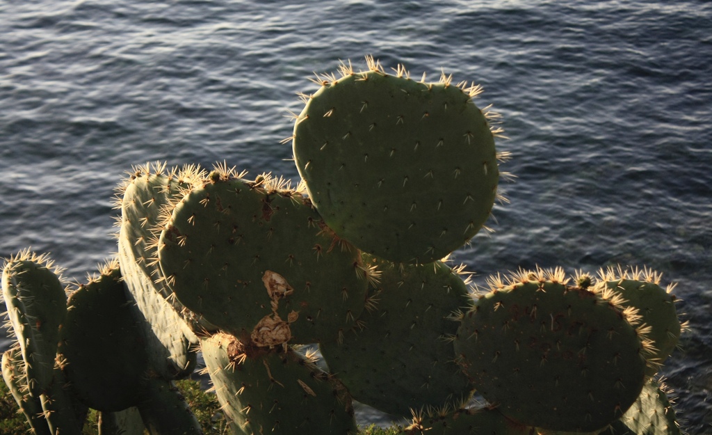 Cactus marins