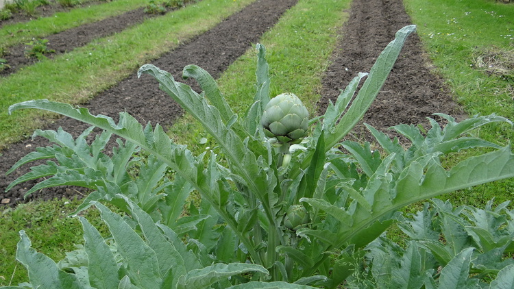 Au Potager