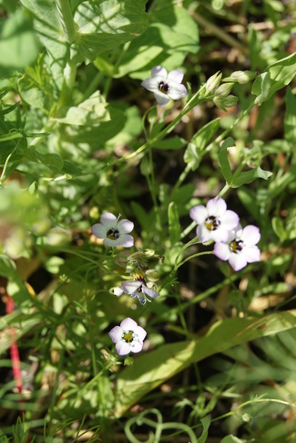 gillia tricolor