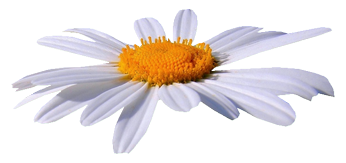 Tubes Marguerites