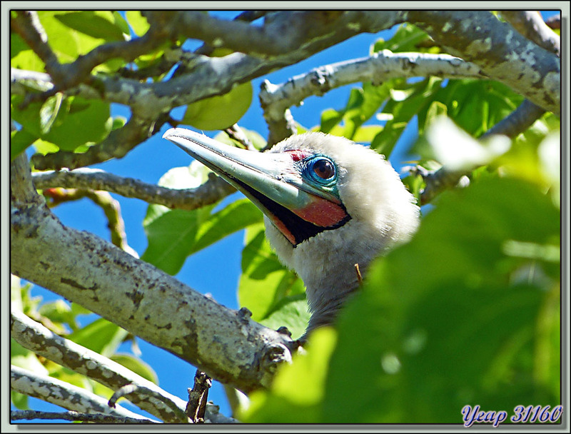 Motu aux oiseaux : fou à pieds rouges à divers stades de développement - Fakarava - Polynésie française