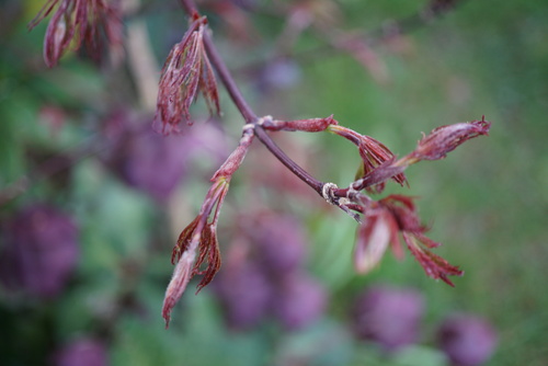 Acer palmatum dissectum garnet