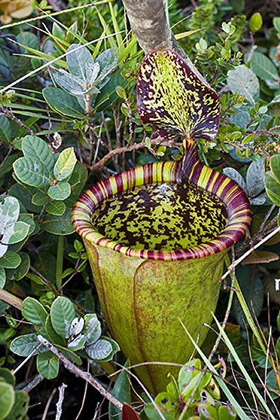 21/2/19 : Jardin des 1001 saveurs à la Réunion (6/7)...