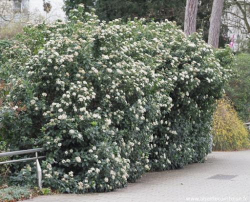 Fleurs cultivées : Laurier rose