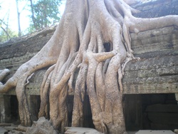 Angkor... plus beau qu on le pensait!