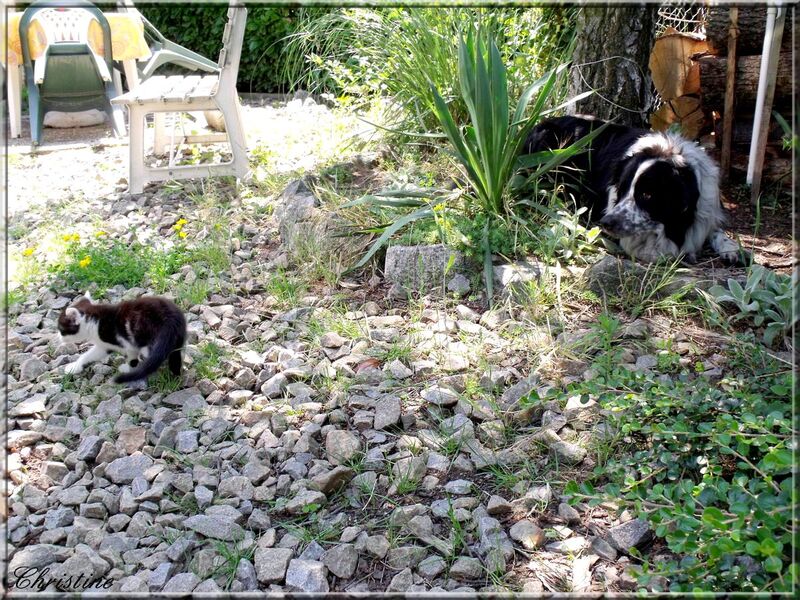 KIKOU DÉCOUVRE LE JARDIN