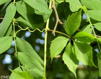 Parthenocissus inserta - Parthenocissus quinquefolia  -  vigne vierge