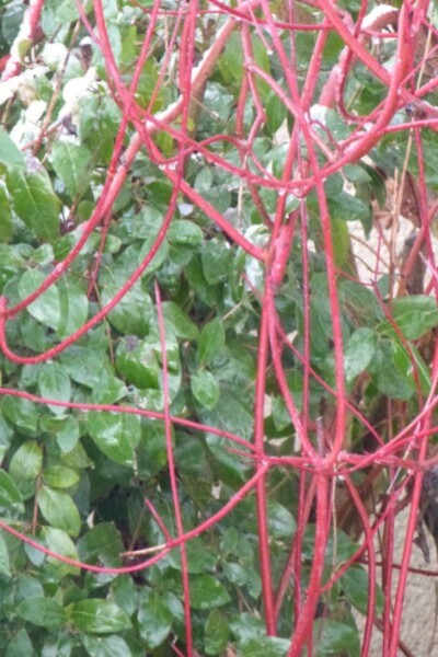 cornus bois rouge