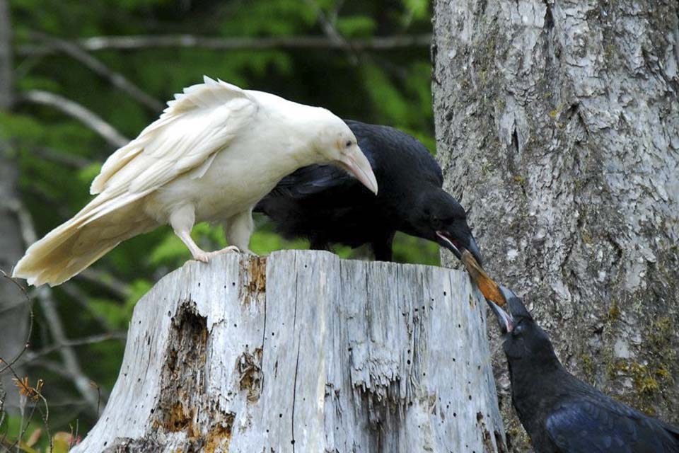corbeau blanc — Wiktionnaire, le dictionnaire libre