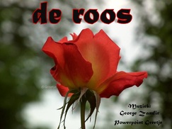 De Roos(the Rose)